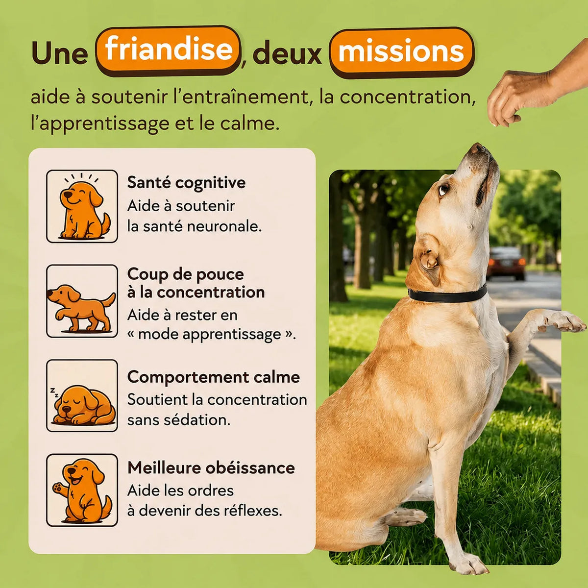 Friandises d’entraînement pour chiens